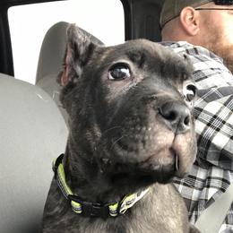 Cane Corso from Jones’ Cane Corso