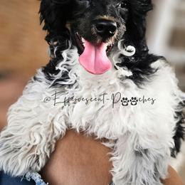 Ramses - Parti male Poodle puppy in Coolidge, Arizona from Effervescent-Pooches