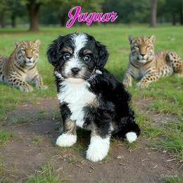 Jaguar - Tri-color female Bernedoodle puppy in Banner Elk, North Carolina from Walnut Tree Bernedoodles