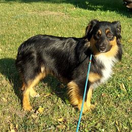 Jack - Black Miniature Australian Shepherd puppy in Dowagiac, Michigan from Wrightway Wigglebutts