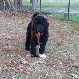 Poodle Puppies from Deborah Busch Poodles