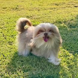 Sunshine Mi-Ki's Simon - Cream male Mi-Ki puppy in Fort Myers Beach, Florida from Sunshine Mi-Ki's