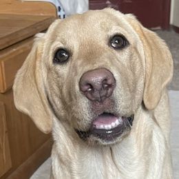 Daisy - Labrador Retriever puppy in Selah, Washington from Lab Dogs R Us