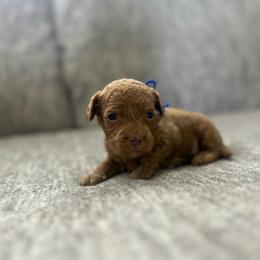 Dark Blue - Buff male Cockapoo puppy in Maurice, Louisiana from Cajun Cockapoo’s