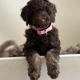 Pink Girl - Chocolate female Goldendoodle puppy in North Carolina from Redbud Farm