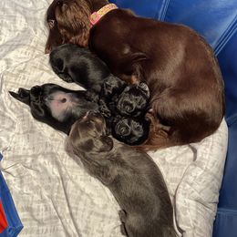 Dachshund Puppies from Doxie Gang