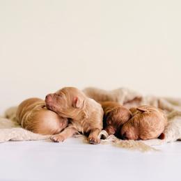 Ray - Apricot male Goldendoodle puppy in Elizabethtown, Kentucky from Reddy Poodles & Doodles
