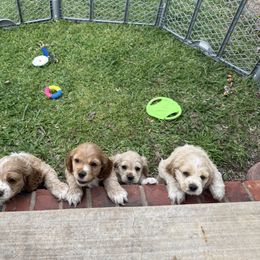 Cocker Spaniel puppies from Grace Cocker Spaniels