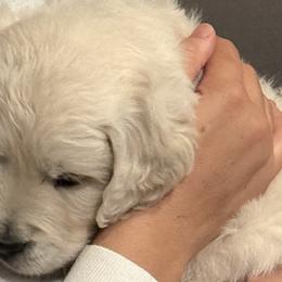 Golden Retrievers from Mountain Valley Retrievers
