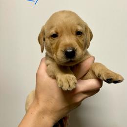 Blue - Yellow male Labrador Retriever puppy in Newaygo, Michigan from Royal Oak Gundogs