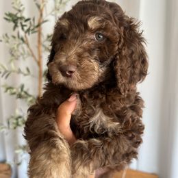 Latte - Brown Poodle puppy in Corona, California from Garden Of Poodles