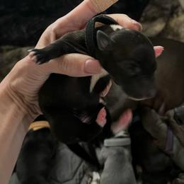 Maleficent - Black female Italian Greyhound puppy in Las Vegas, Nevada from Amanda's Italian Greyhounds