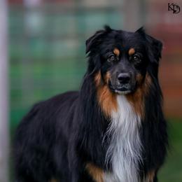 Australian Shepherd All Grown Up from Eventide Australian Shepherds