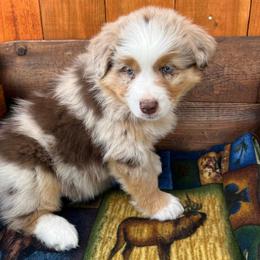 Australian Shepherd Puppies from Black Canyon Corral Aussies