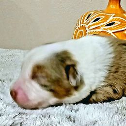 Miniature Australian Shepherd Puppies from MyLittleAussies at Mountain View Farm