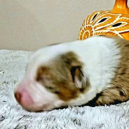 Miniature Australian Shepherd Puppies from MyLittleAussies at Mountain View Farm