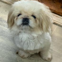 Snow - Cream female Pekingese puppy in Clinton, Tennessee from Gracelands Pekingese