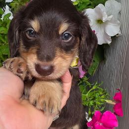 Yellow male chocolate and cream 2400 - Chocolate and cream male Dachshund puppy in Lexington, Oklahoma from Long Doggy Acres Miniature Dachshunds