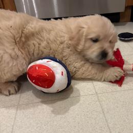 Maddie - Light golden female Golden Retriever puppy in Grant County, Indiana from On The Sunny Side Pavey Farms