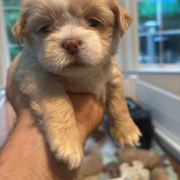 Pink Collar - Golden female Lhasa Apso puppy in Port Royal, Virginia from Hearth and Hound Family Farms