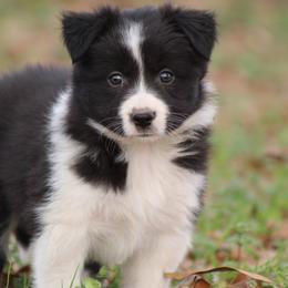 BG2 - Black female Border Collie puppy in Tylertown, Mississippi from Cool Meadow Farms