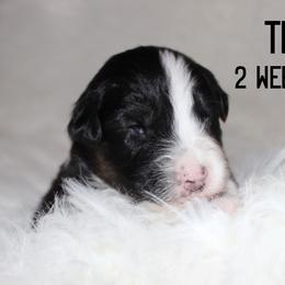 Tess - Black tri-color female Australian Shepherd puppy in Plain City, Utah from Lost Creek Aussies