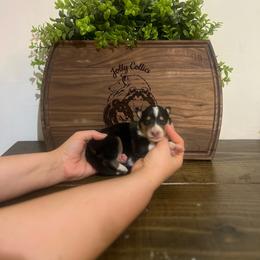 Angelica Pickles - Black white and tan female Collie puppy in Chilhowie, Virginia from Jolly Collies