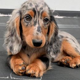 Dachshund Puppies from Taylored Dachshunds