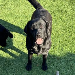 Bagheera - Labrador Retriever