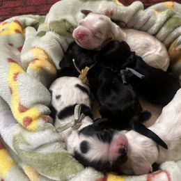 Cocker Spaniel Puppies from Abundance of Joy LLC