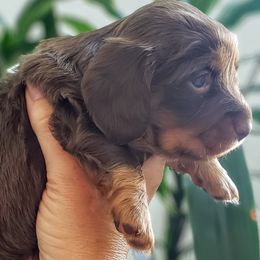 Dachshunds from Ruff Life Dachshunds