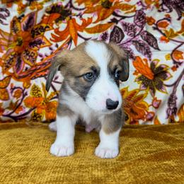 WILLIE - Sable male Pembroke Welsh Corgi puppy in Ritzville, Washington from Sapphire Iris Corgis