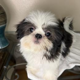 Tommy - Black and white male Shih Tzu puppy in Oak Hills, California from High Desert  Shih Tzu