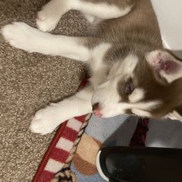 Siberian Husky Puppies from Double Trouble Huskies