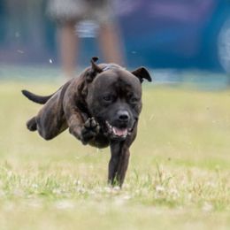 Staffordshire Bull Terriers from JetStaff Kennels