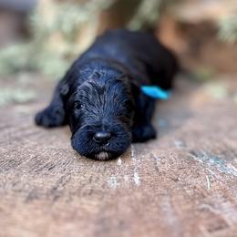 Sirius - Black male Goldendoodle puppy in Pollock Pines, California from Penny Lane’s Doodles