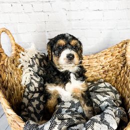 Puddles - Bernedoodle puppy in Lehi, Utah from Larsen Litters