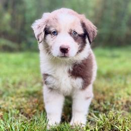 Copper - Red Merle Male 1 - Red merle male Miniature Australian Shepherd puppy in Stuart, Virginia from Apple Tree Mini Aussies