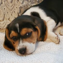 Beagles from Fox Creek Beagles