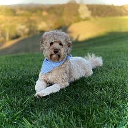 Cooper - Australian Labradoodle