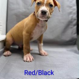 Red and Black Collar Male - Blue fawn male American Pit Bull Terrier puppy in Pensacola, Florida from Alpha Alliance Kennels