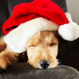 Bearded Retriever, Goldendoodle, and Labradoodle Puppies from Traverse City Doodles