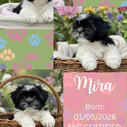 Mira - female Shih Tzu puppy in Florida from Rock Creek Shih Tzus