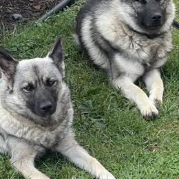 Norwegian Elkhounds from English Bench Elkhounds