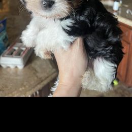 Yorkshire Terrier Puppies from Sandra's Pups