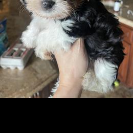 Yorkshire Terrier Puppies from Sandra's Pups
