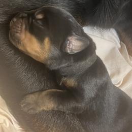 Rottweilers from Von Ratermann Rottweilers