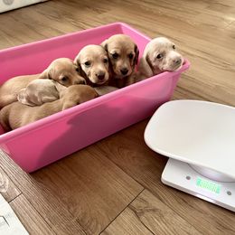 Dachshund Puppies from Duchess Daphne's Doxie Empire