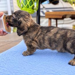 Blaze - Brindle male Dachshund puppy in Rogue River, Oregon from Bear Feet Dachshunds