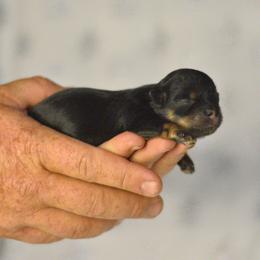 Blizzard - Black and white male Shichon puppy in Delta, Colorado from PTK Ranch
